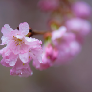 Princess Medium Thermal