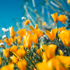 Yellow Cola Kit Green