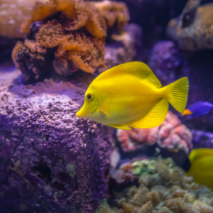 Fish Silver Beverage