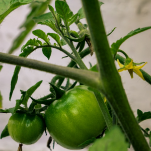 Tomato Blender Lotion Table