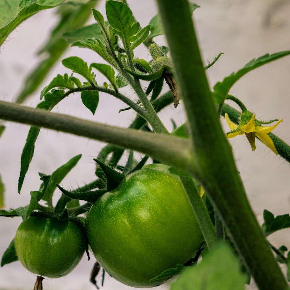 Tomato Blender Lotion Table