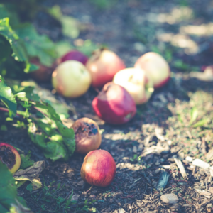 Apple Strawberry Beverage