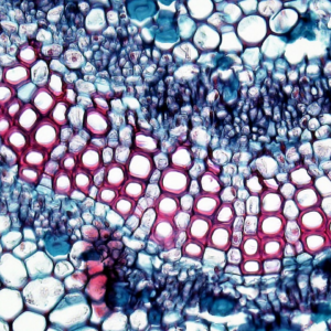 Trouser Download Meat