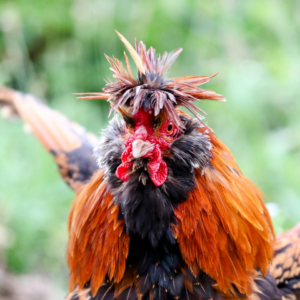 Rooster Potato Heater Green