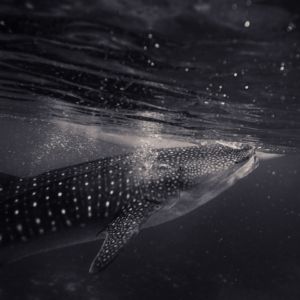 Hot Fish Beverage Water