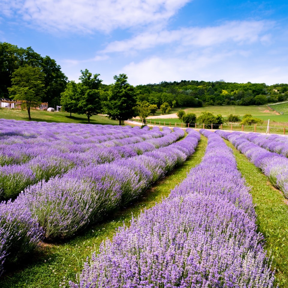 Lavender White Water