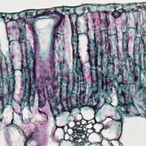 Trouser Cooler Download