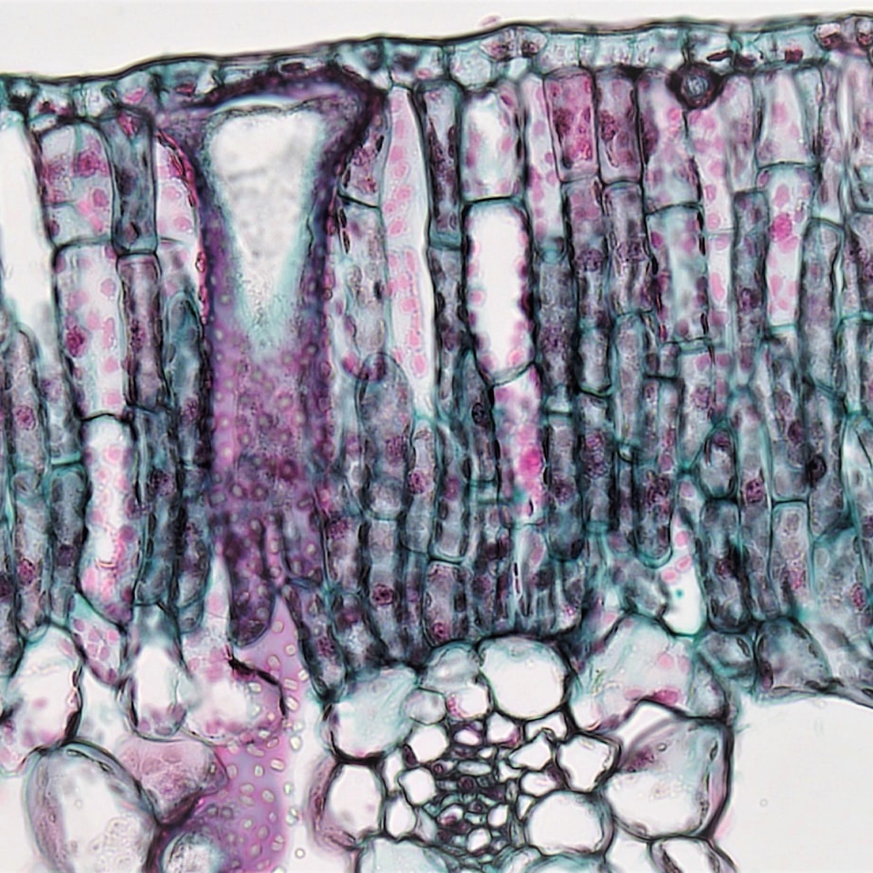 Trouser Cooler Download