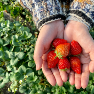 Strawberry Diamond Trouser