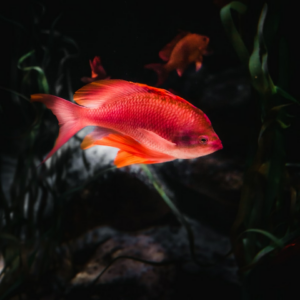 Internet Fish Chicken