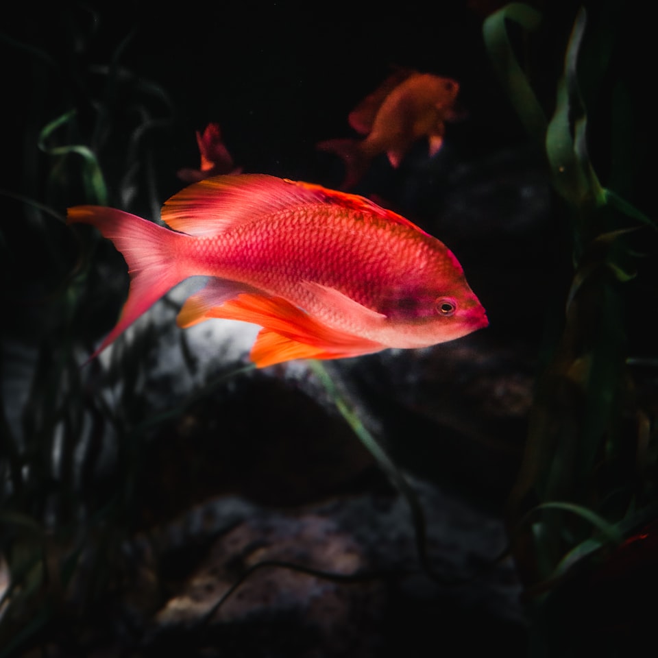 Internet Fish Chicken