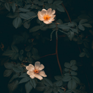 Natural Oven Lavender