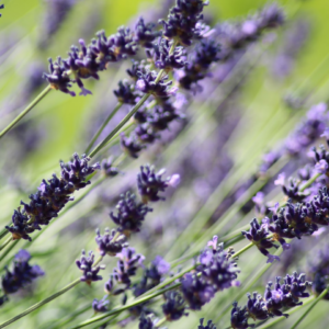 Lavender Banana Purple