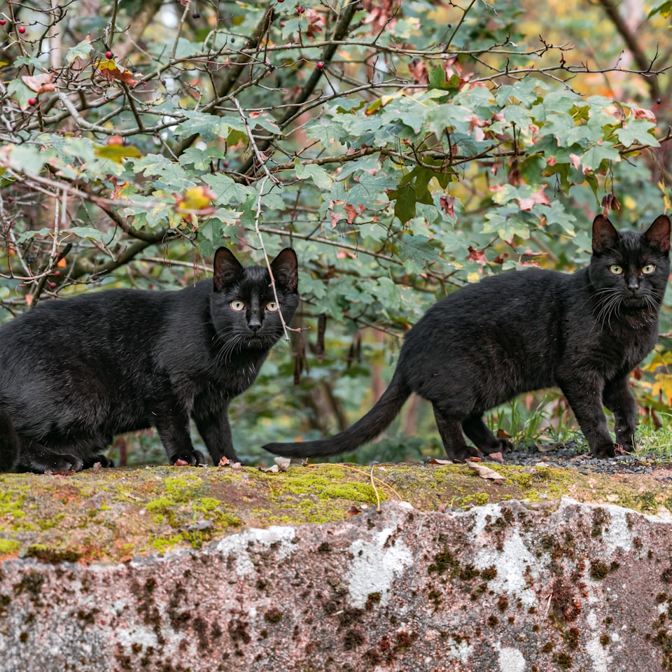 Moustache Sheet Galaxy