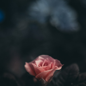 Thermal Cover Download