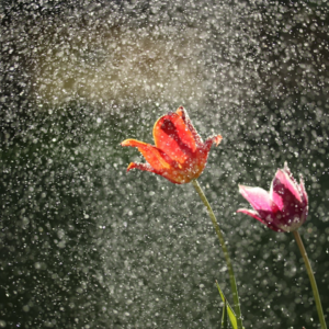 Shower Internet Smoothie