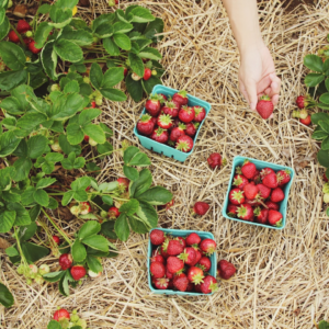 Strawberry Download Cushion
