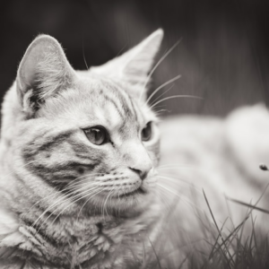 Moustache Shower Green