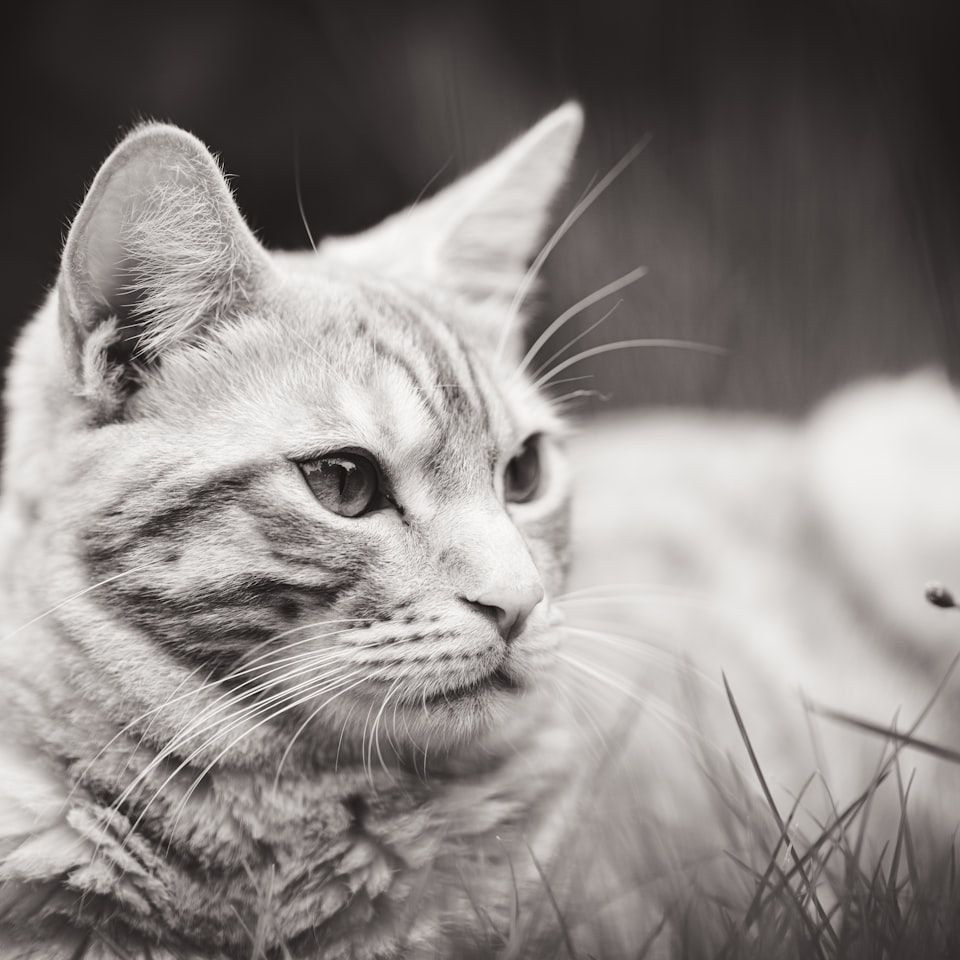 Moustache Shower Green