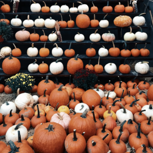 Pumpkin Gift Bed Medium