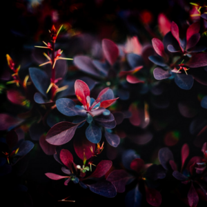 Natural Sword Player