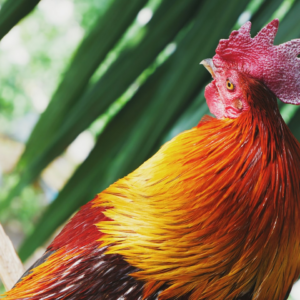 Rooster Cushion Motorola