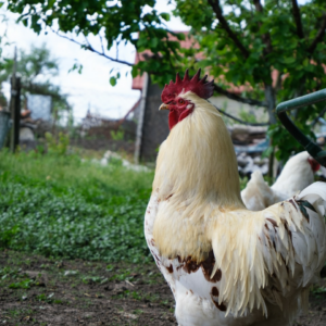 Rooster Jazz Large Pumpkin