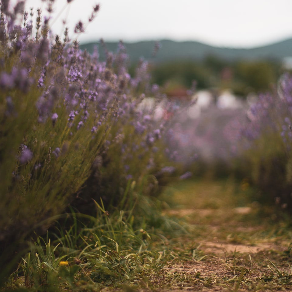 Lavender Microwave Ring Microwave