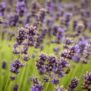 Lavender Seat Thermal