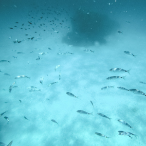 Blue Cola Refrigerator Thermal