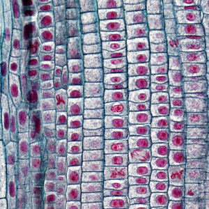 Motorola Table Thermal Player