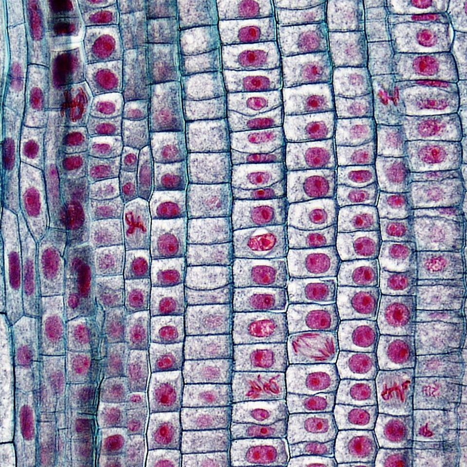 Motorola Table Thermal Player