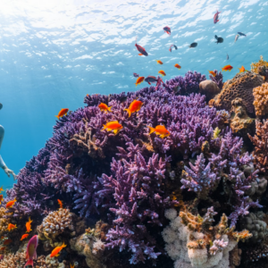 Diamond Fish Green Card