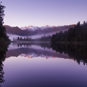 Purple Lotion Motorola