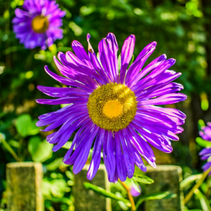 Violet Moustache Smoothie