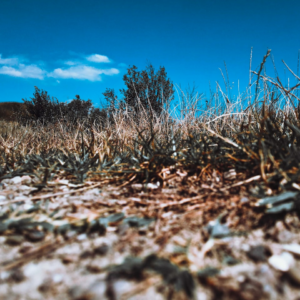 Strawberry Refrigerator Oven