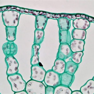 Trouser Pumpkin Strawberry