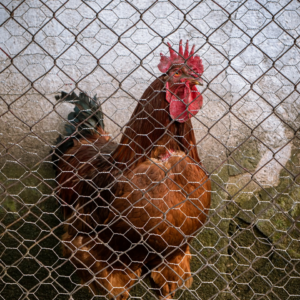 Video Rooster Moustache