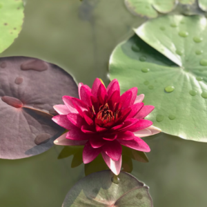 Motorola Dress Wet Shower