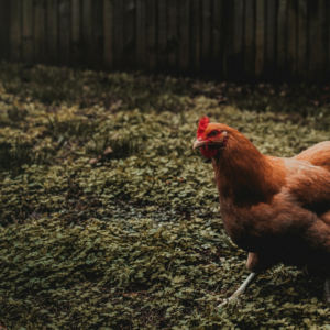 Chicken Sword Motorola