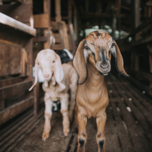 HDMI Lamb Samsung Cleaner