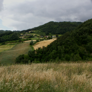 Large Cola Fish Beverage