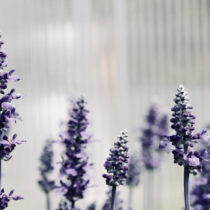 Lavender Refrigerator Princess