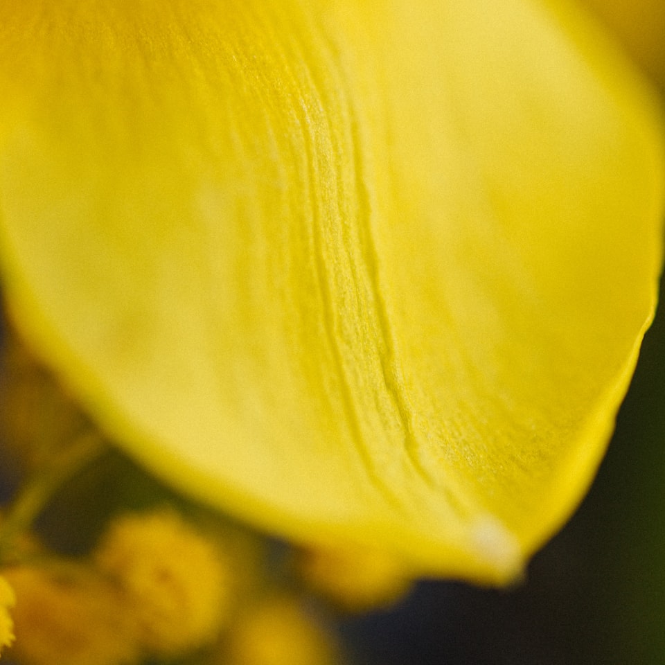 Yellow Lavender Banana