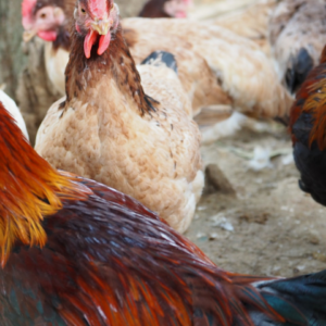 Rooster Cushion Fish