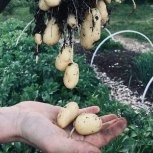 Potato Thermal Purple Table