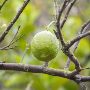 Lime Blender Galaxy Towel