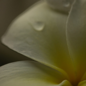 Medium Green Shampoo