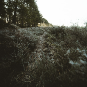 Princess Wood Brass Bikini