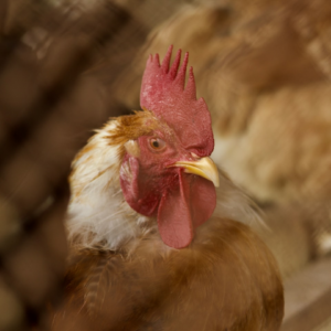 Chicken Moustache Lime